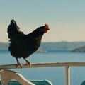 9. Dunav Film Fest od 21. do 26.08. u Smederevu