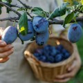 Воћарска мапа Европе се мења, Србија међу новим фаворитима: Капитал већ стиже у модерне засаде