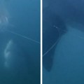 Prvi put snimljena krađa iz dubina! Mlada ajkula šokirala ribare: O ovome je pisao i čuveni Hemingvej