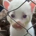 VIDEO Ima ih samo četiri u svetu: Albino puma rođena u Nikaragvi
