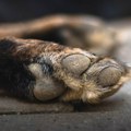 Prvo štene svirepo ubijeno kod Rumenke, sad masovno trovanje pasa na Kosmaju: Kazne izostaju