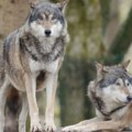 Porast broja hibridnih vukova dovodi do opasnosti da evropski vuk izumre