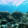 Koralni grebeni širom sveta su u problemu zbog globalnog zagrevanja: Ipak, jedna stvar može da ih spasi (video)