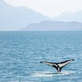 Kit primećen u Jadranskom moru: Upućen apel turistima i meštanima da mu ne prilaze
