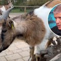 Mama iz Srbije hoće ćerki da kupi patuljastu kozu: Novi "kućni ljubimci" u modi, veterinar Terzin ima odgovor