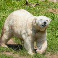 "Ovaj dan ću pamtiti do kraja života": Turista uživo gledao kako se mrki medved bori protiv polarnog medveda
