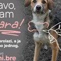 Dion daje glas onima koji ga nemaju – Pokrenuta nacionalna kampanja za udomljavanje napuštenih životinja