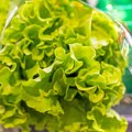Trik uz koji zelena salata može da ostane sveža i do mesec dana