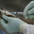 Tri osobe umrle od epidemije hantavirusa na kruzeru u Atlantskom okeanu
