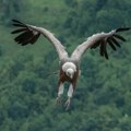 U okolini Svrljiga uhapšen muškarac zbog trovanja zaštićene vrste ptice