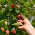 Prijavili maline, inspekcija zatekla jagode i borovnice: Država dala rok od 15 dana da isprave podatke
