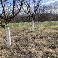 Vreme je za prolećno prskanje voća – ključna zaštita za zdrav zasad