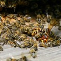 Roj pčela napao Čačanina: Imao više od 100 uboda, jedva ga ubacili u sanitet