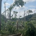 Na Fruškoj gori i u Bačkoj uništeno hiljade hektara šuma, potrebna najmanje decenija da se obnove