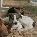 Gde nestaju pitomi novosadski, ulični “psi iz komšiluka”? Silva je vraćena “kući” na radost stanara i psećih…