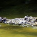 Stari Egipćani su obožavali krokodile kao kultne životinje, no neke su i žrtvovali