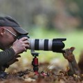 Zaglavljena veverica, žaba u mehuru i riba što lovi orla: Ko su pobednici ovogodišnjeg takmičenja Nikon Comedy Wildlife