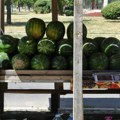 Počela sezona domaće lubenice Gde su vrućina i žega, tu je i hladna „kraljica”