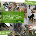 U prvih 8 meseci Zoohigijena udomila 186 pasa (AUDIO)