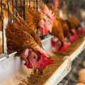 U jajima sa farme koka nosilja otkrivena opasna bakterija