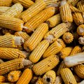 Na Produktnoj berzi trgovalo se samo kukuruzom