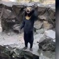 Medved koji stoji i maše