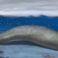 Kolos iz Perua – plavi kite, pomeri se, imamo novu najtežu životinju