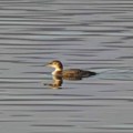Morski gnjurac - nova vrsta ptice potvrđena na Bovanskom jezeru
