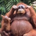 Urnebesan snimak iz zoo vrta: Majmun postao hit na internetu, pogledajte zašto