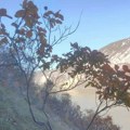 Rujevina - nekrunisana kraljica zdravlja, za njenim čajem vlada ogromna potražnja