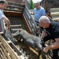 Počela podela pomoći poljoprivrednicima koji su pretrpeli štetu u požarima