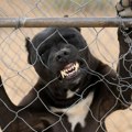 Krvavi pir u Knjaževcu! Pitbul preskočio ogradu i napravio haos na ulici: Ubio psa, pa nasrnuo na deku (86)!