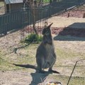 Niški Zoo kutak prvi put zbrinuo egzotične životinje, kengura, emue i alpake