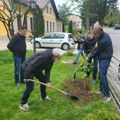 Kavkaski orah kod čajetinske Biblioteke – novi simbol srpsko-ruskog prijateljstva