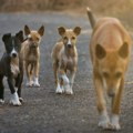 U Nišu danas još jedna akcija za pomoć napuštenim životinjama: Kreni-Promeni