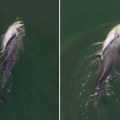 Snimak dronom otkrio potresnu scenu: Majka delfin nosi mrtvo mladunče, a celo jato odbija da ode (video)