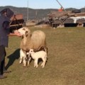 Zveri haraju selima kod Zlatibora: Jednima medved zaklao šest ovaca, drugi ne spavaju zbog vuka