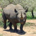 Hoće li u Keniji uspeti da presele dvadeset jednog crnog nosoroga