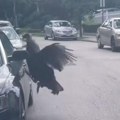 Scena iz horor filma! Pobesnela ćurka napala automobil: Ljuta ptica izgrebala luksuzno vozilo, kamera sve zabeležila (video)