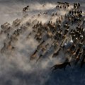 FOTO: Mistične fotografije divljih konja