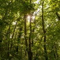 Šume gore od vrućine Lovci dobili upozorenje - obustavite ovo odmah