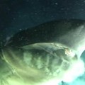 Stvorenje iz noćnih mora: Gigantsko čudovište prestravilo posadu podmornice, ogromna glava izranja iz tame (video)