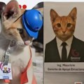 U meksičkoj firmi zaposlena mačka: Mjaurisio je menadžer, ima sve benefite kao drugi, šlem, odelo i karticu, a ovo su njegova…