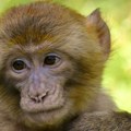Namerno iz zoo vrta pustio grupu majmuna, pojedini i dalje lutaju češkim gradom