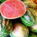 Prestanite da kucate u lubenice - ovo su tri prava načina kako da izaberete zrelu i sočnu