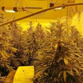 Otkrivena laboratorija droge u kući na Dedinju: Policija dilere zatekla na licu mesta: Nađene 664 biljke marihuane, vagica i…