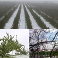 Zbog varljivog vremena očekuje se prosečna godina Prolećni mraz i loše vreme uništili 250.000 tona voća
