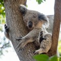 Koale: Preslatki "lenjivci" Australije koji spavaju i do 20 sati dnevno
