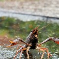 Pojavili se mali rakovi u Moravi: Čačani u čudu, ali ovo znači samo jedno