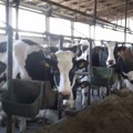 Gradska uprava objavila Javni poziv za regresiranje reproduktivnog materijala u govedarstvu. Prijava počinje 3. novembra